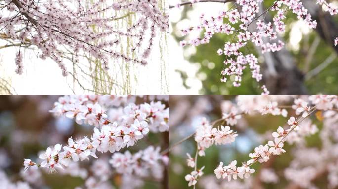 春天艳阳天桃花盛开海棠花含苞待放