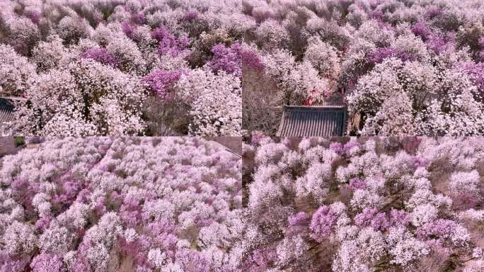 实拍航拍满山樱花烂漫花海空镜4K