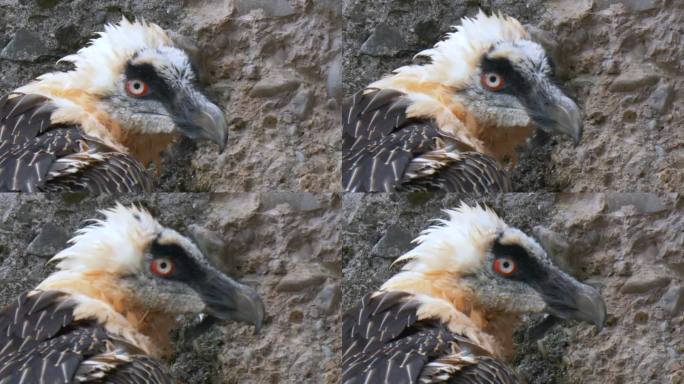 微距镜头显示秃鹫的头在岩石山前面。亚洲野生拉默盖尔的肖像拍摄。关闭了。