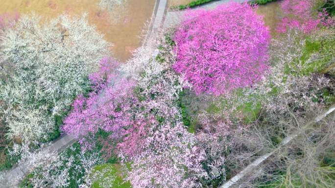 杭州植物园灵峰探梅梅花风景视频素材9