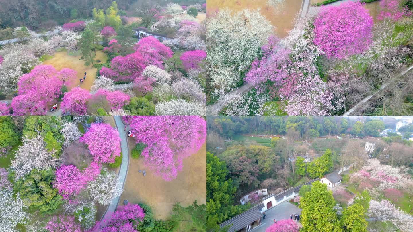 杭州植物园灵峰探梅梅花风景视频素材9