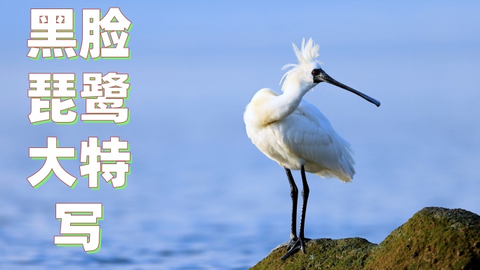 深圳湾的繁殖羽黑脸琵鹭大特写