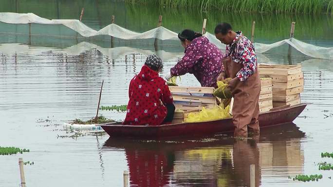 三农素材 水产养殖 人工投放龙虾苗