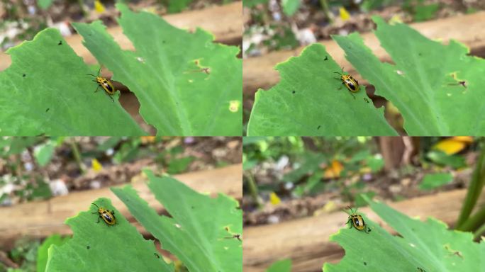 有黑色斑点翅膀的芋叶甲虫。爪哇天龙，金体甲虫，一种叶甲虫