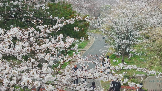 紫金山中日友好樱花园