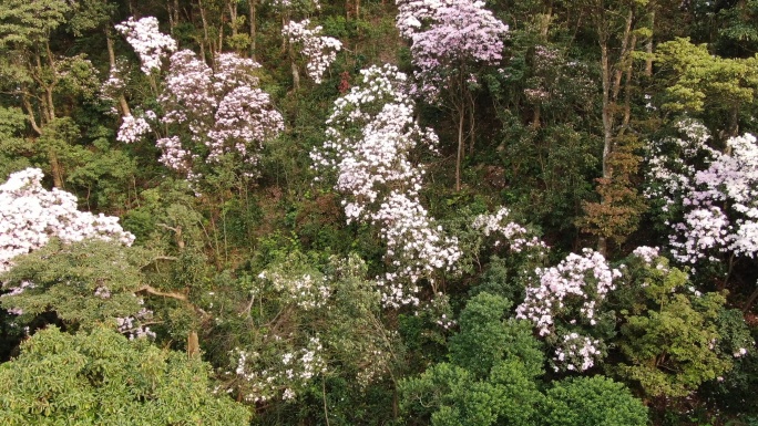 航拍深圳梧桐山杜鹃花