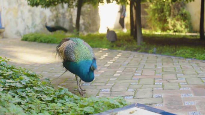 优雅的孔雀在美丽的花园里啄食，背景是两只鸟