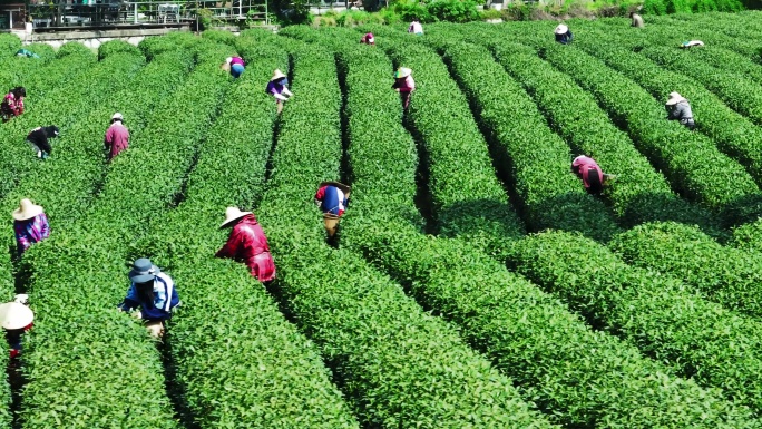 杭州西湖云栖竹径龙井茶园