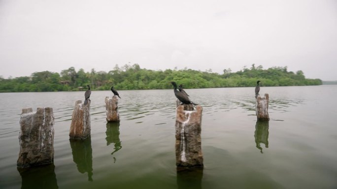 鸬鹚栖息在平静的湖面上的旧木桩上，搜寻着鱼儿。鸟儿栖息于自然栖息地，生态游景宁静。水鸟警觉，准备潜入