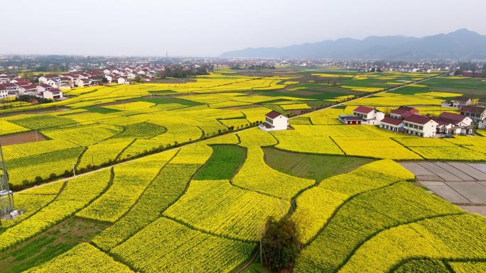 汉中油菜花海