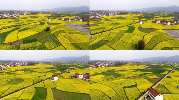 汉中油菜花海