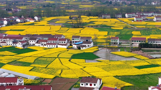 汉中油菜花海