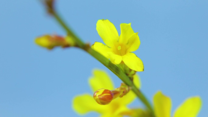 迎春花开