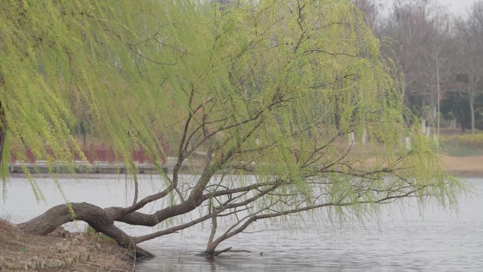 4K春天的花 桃花 连翘 紫荆 紫叶李等