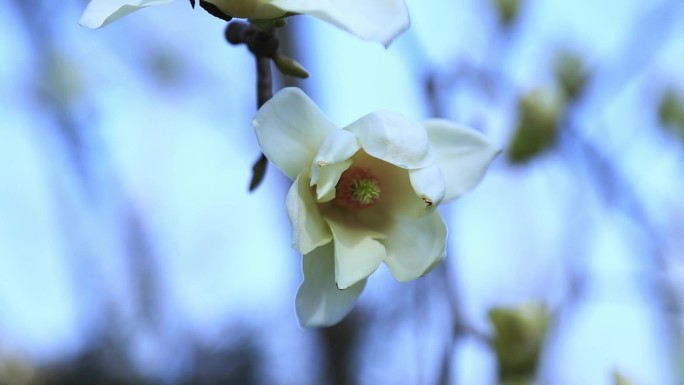 西安兴庆宫公园盛开的玉兰花