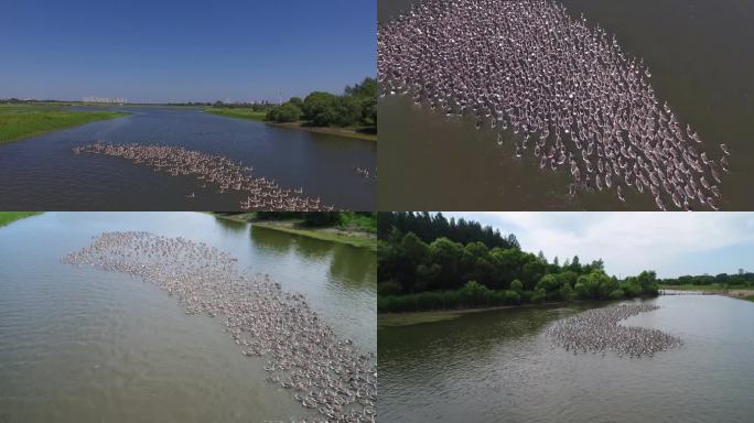 太阳岛湿地水中鸭子散养鸭子鸭子戏水