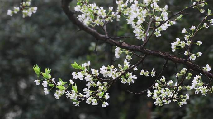 春雨绵绵唯美樱花花瓣随风飘落