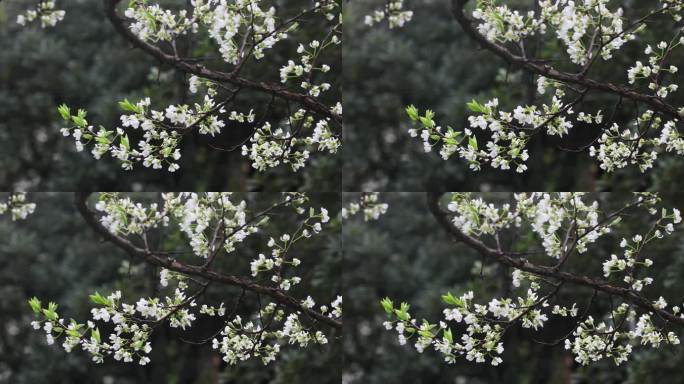 春雨绵绵唯美樱花花瓣随风飘落