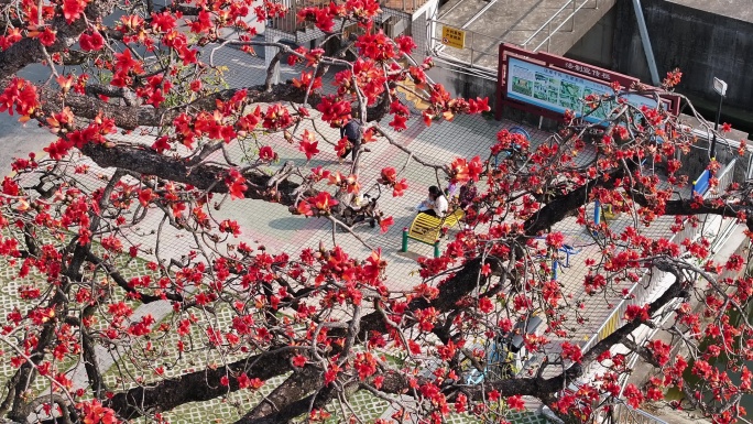 中国广东省佛山市顺德区新滘水闸木棉花