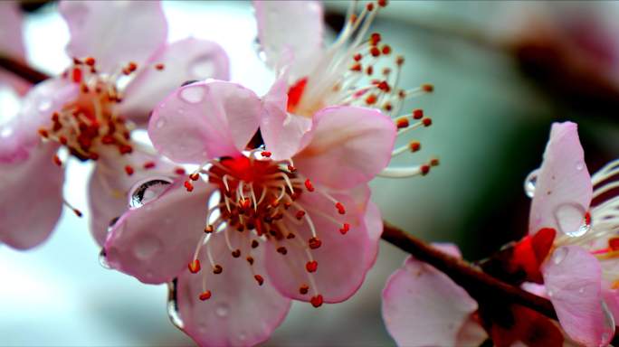 5.7K 雨后桃花 桃花上的水珠 水滴