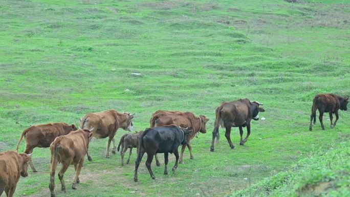 牛群在碧绿的草地吃草，行走，牧牛人放牛