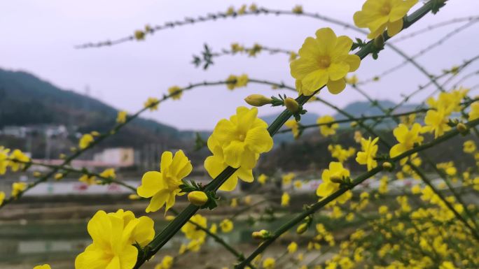 四川广元市朝天区嘉陵江沿岸的迎春花开