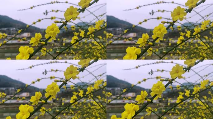 四川广元市朝天区嘉陵江沿岸的迎春花开