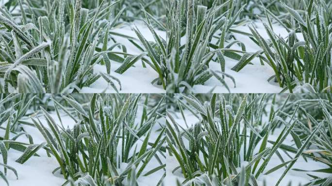 严寒冬季下霜霜降的小麦