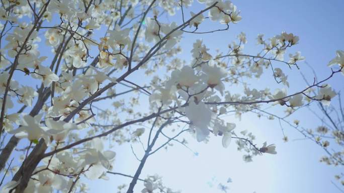 实拍春日樱花和玉兰花航拍+地拍空镜4K