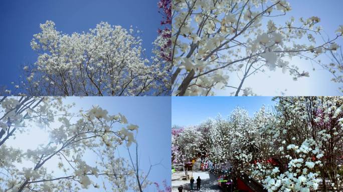 实拍春日樱花和玉兰花航拍+地拍空镜4K