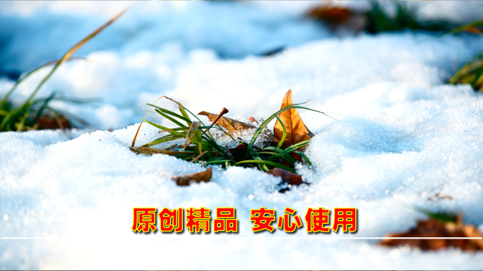 冰雪融化 春天来了 立春 冬天 发芽