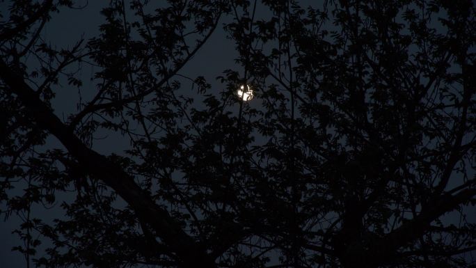 安静夜晚月光虫叫声 风吹树叶