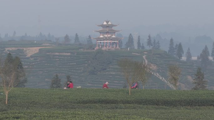 雅安市名山区骑龙村茶园城市标志建筑延时