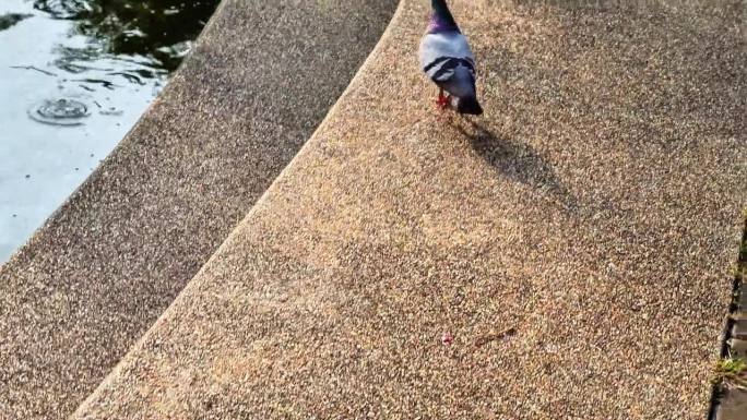 在泰国清迈的一个公共运动公园里，鸽子沿着池塘边散步的视频片段。