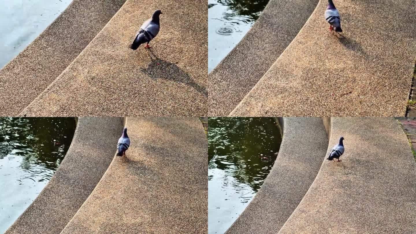 在泰国清迈的一个公共运动公园里，鸽子沿着池塘边散步的视频片段。