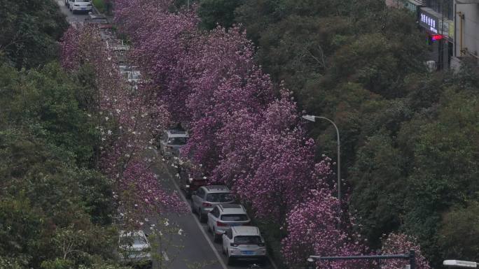 西安城市街道高新一路路边春天紫玉兰花开