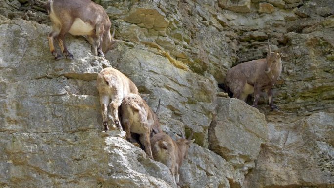 阳光下在陡峭的山崖上休息的Capra Ibex家族。小山羊无所畏惧地跳跃。静态中射。