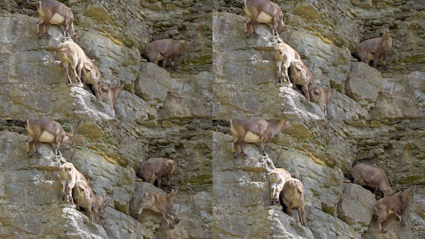 阳光下在陡峭的山崖上休息的Capra Ibex家族。小山羊无所畏惧地跳跃。静态中射。