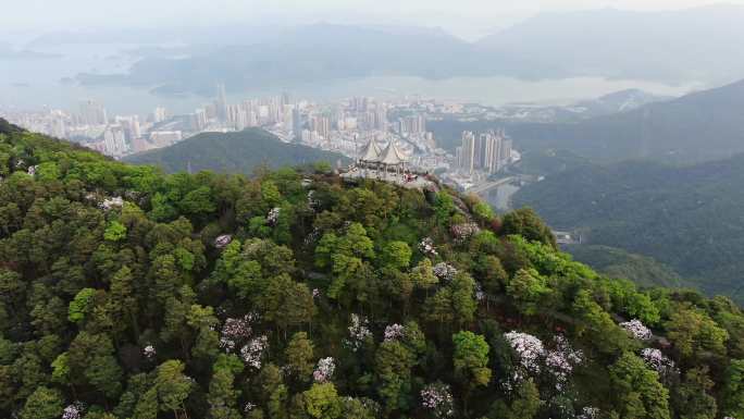 航拍深圳梧桐山杜鹃花