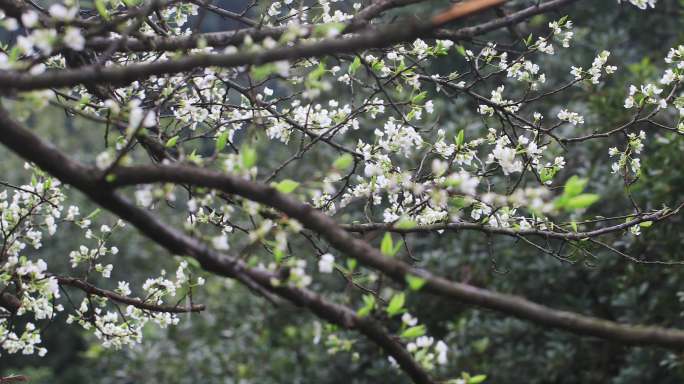 春雨绵绵唯美樱花花瓣随风飘落