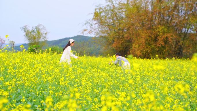 油菜花花海