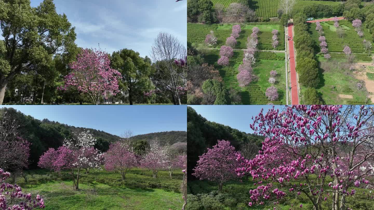 常熟虞山步道玉兰花茶园视频