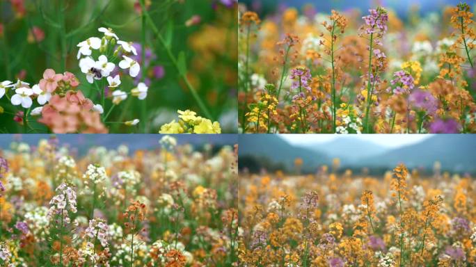 彩色油菜花 油菜花 蜜蜂 春天