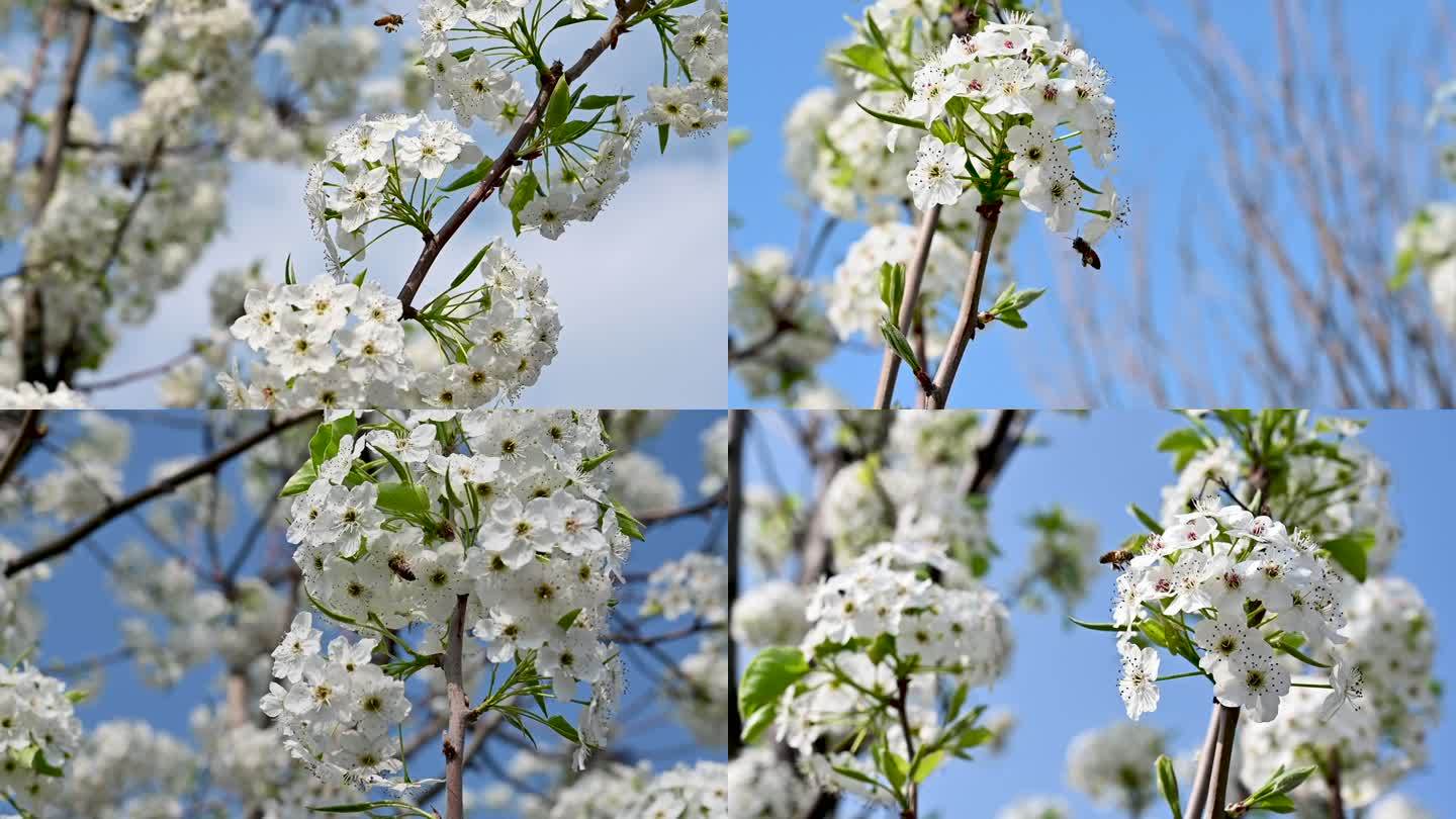 蜜蜂采蜜