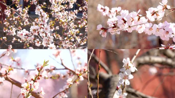 春天艳阳天桃花盛开海棠花含苞待放