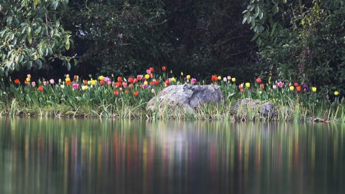 春天的杭州西湖太子湾公园郁金香