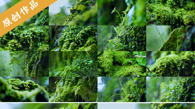 自然生态潮湿森林植物秘境微观青苔绿色生命