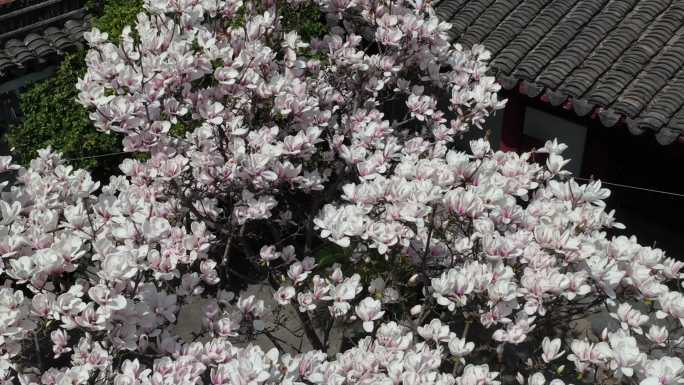 常熟兴福寺莲花池畔白玉兰视频3分30秒