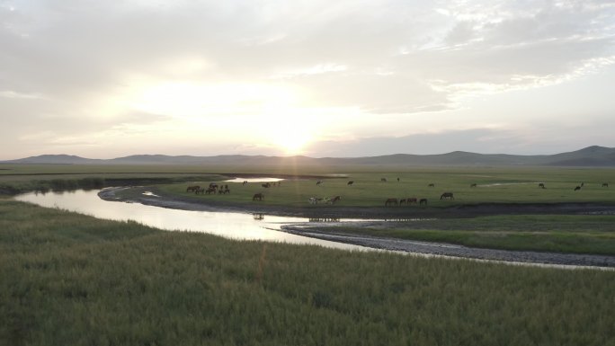内蒙古大草原河流牛羊吃草