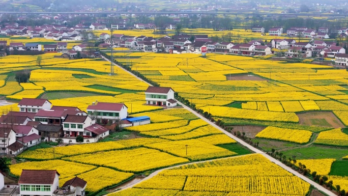 汉中油菜花海